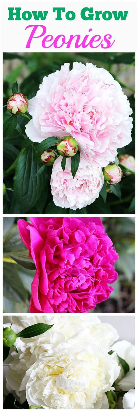 How To Grow Peonies Your Neighbors Will Envy House Of