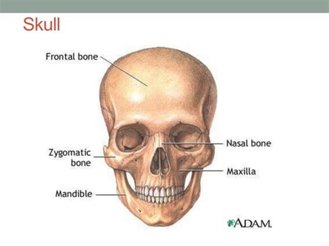 Head And Neck Anatomy Ppt