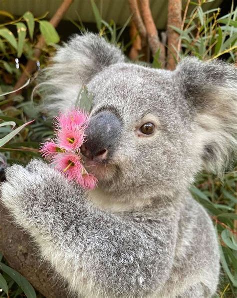 Wombat Koala