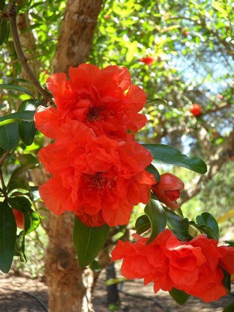 We did not find results for: Best Pomegranate Deseeder Tool for Pomegranate Season ...