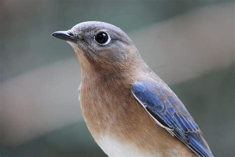 Eastern Bluebird - Birds and Blooms