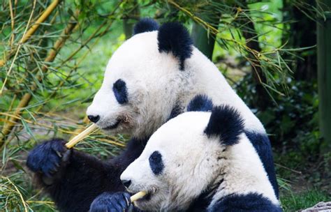 Best Places To See The Pandas In Chengdu Trip Ways