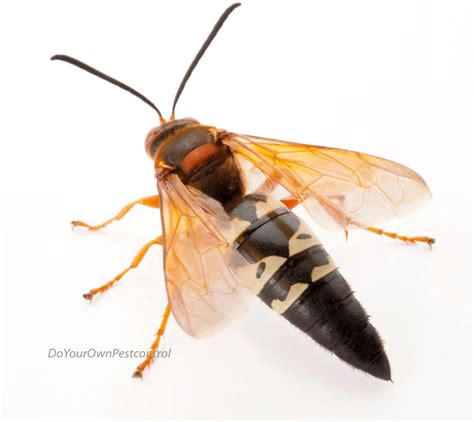 How To Get Rid Of Cicada Killer Wasps Diy Pest Control