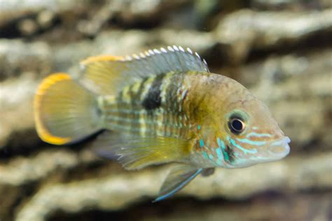 6 Peaceful Dwarf Cichlids For Your Community Tank