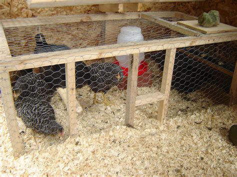 Brooding Box With Chicks Backyard Chickens Learn How To Raise Chickens