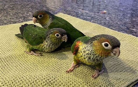Black Capped Conures