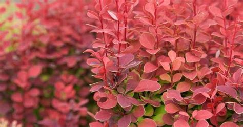 Deer resistant blue flowering shrub. If you're looking for a low maintenance shrub that's deer ...