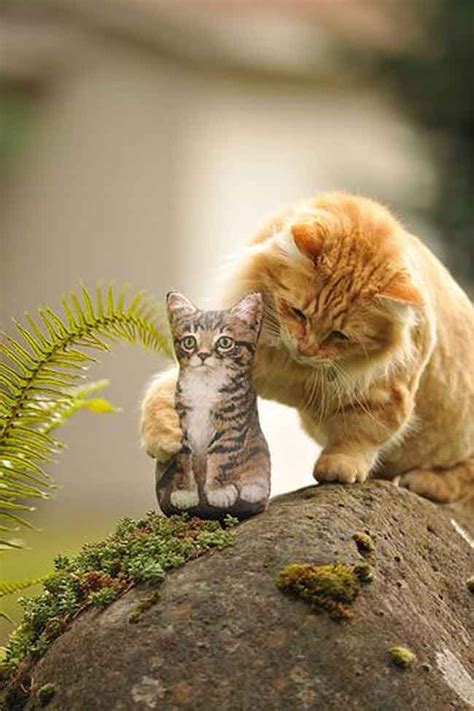 imagenes-tiernos-gatitos-fondos-pantalla-celular-moviles ...
