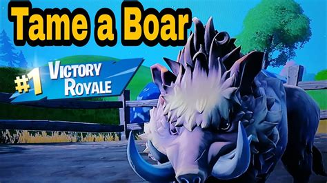 Tame A Boar How To Tame A Boar Fortnite Youtube