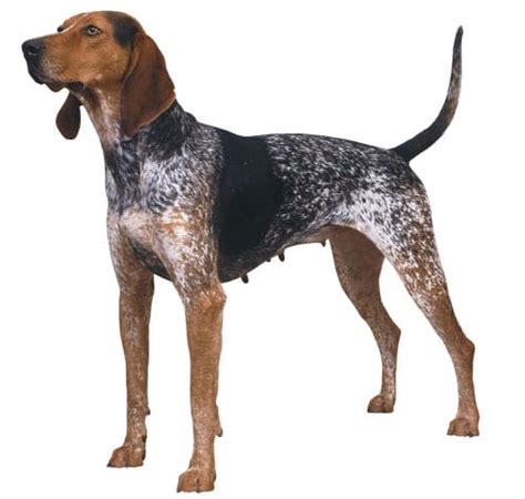 American English Coonhound Petmapz By Dr Katz Your Veterinarian