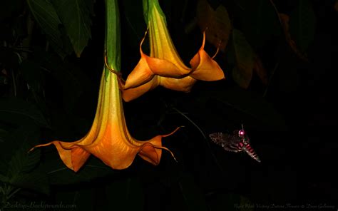 Night Moth Visiting Datura Flowers ~ Desktop