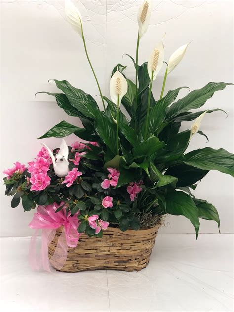 Azalea Peace Lily Planter In Smyrna Ga Floral Creations Florist