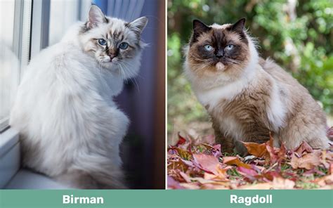Birman Vs Ragdoll The Differences With Pictures Catster