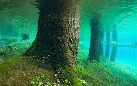 Top 10 Amazing Events On Earth Underwater Forest Of Lake Kaindy