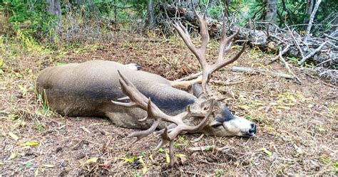 The 300 Colorado Mule Deer One Year Later Gohunt The Hunting Company