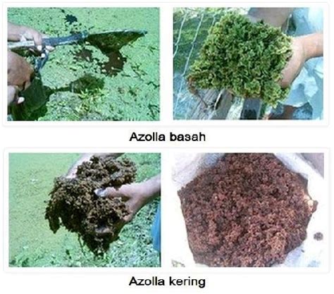 …air dan ikan hias ini. Pengertian Pakan Basah dan Pakan Kering Ikan Menurut Para Ahli