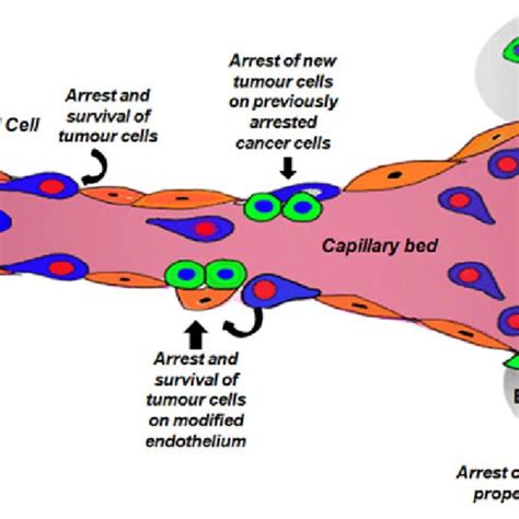Pathophysiology Of Cancer Induced Bone Pain Adapted From Smith And My
