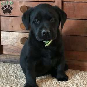 Will consider yellow lab with black nose. Black Labrador Retriever Puppies For Sale | Greenfield Puppies
