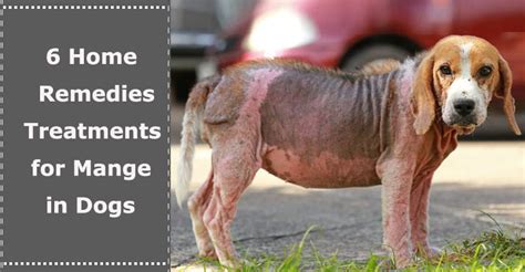 6 Home Remedies Treatments For Mange In Dogs Petxu