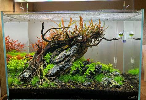 Oakheart Aquascape With Newly Planted Elatine Hydropiper Foreground By