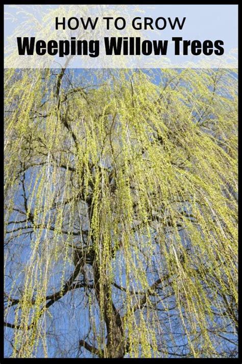 How To Grow Weeping Willow Trees Gardening Channel