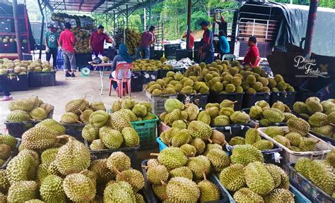 Durian with sticky rice sticky rice with mango or durian is a common street food in thailand during the fruit season. The start of Durian Season in 2018