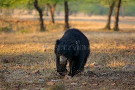 Urso De Pregui A Ursinus Do Melursus Parque Nacional De Ranthambore