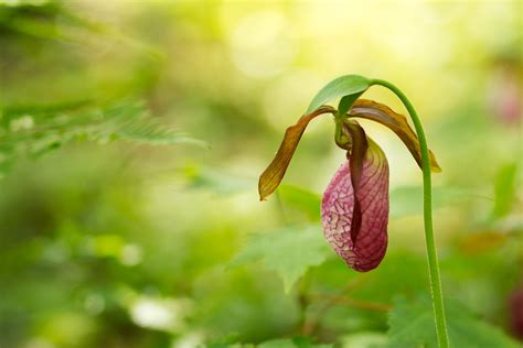 Acuna star orchid location cigar orchid ghost orchid red dead redemption 2. Pink Lady's Slipper aka Moccasin flower | Cypripedium ...