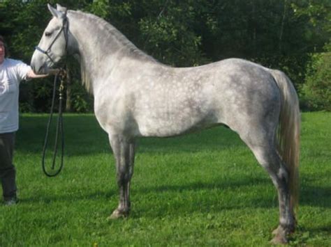 Amberfields Is Proud To Stand This Rare Gray Morgan Stallion Magnum