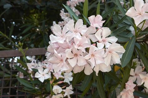 White Inflorescence Of Nerium Oleander Stock Photo Image Of Cultivar
