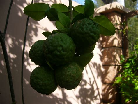 Rupanya banyak khasiat pokok limau purut ini. THE LITTLE JADE PLOT: Limau Purut