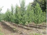 Trees diseases and pests united states, plants, ornamental diseases and pests united states. Chanticleer Pear available in Washington State