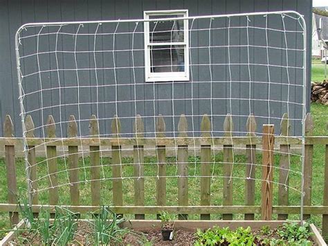 Armand clematis (clematis armandii) is an evergreen clematis that flowers in late march. Nylon Trellis Netting for Supporting Vegetables, Fruits ...