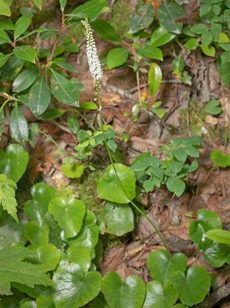 Galax Galax Urceolata Western Carolina Botanical Club