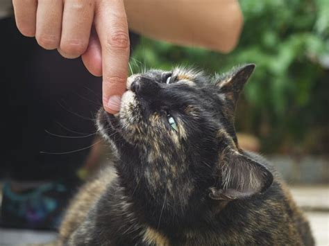 Why Does Your Cat Bite And Is It Harmful To You Sharery Share For