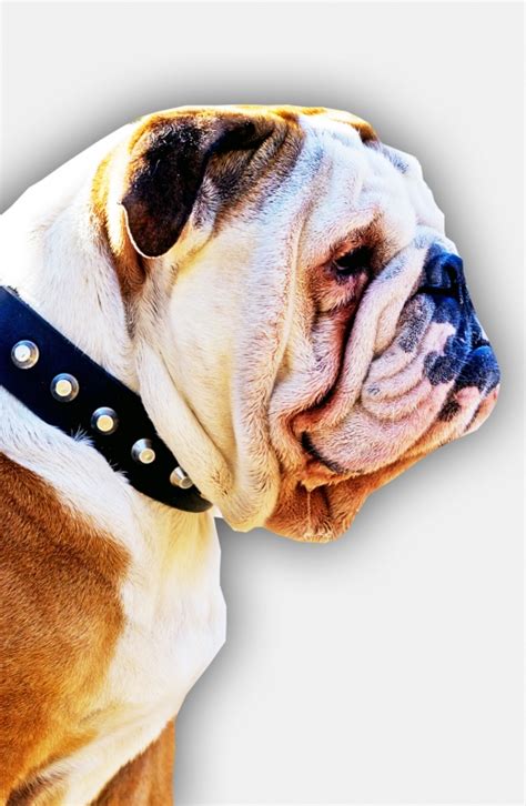 In a natural stance they are straight, parallel and the olde english bulldogge is a rare breed developed by david leavitt by the crossing of half english bulldog, and. Buy English Bulldog Leather Collar with Nickel Pyramids