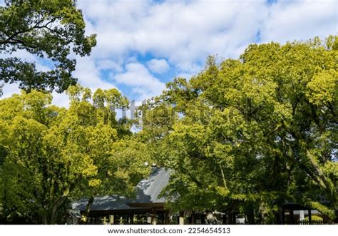 Large Camphor Tree Atsuta Shrine Japanese Stock Photo 2254654513