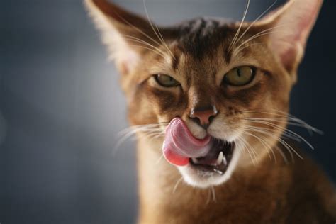 Everything You Need To Know About Cat Licking Petplace