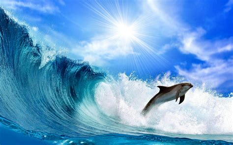 Dolphin Awesome Hd Pictures Images And Backgrounds High