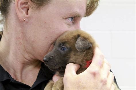 At Upstate Ny Prisons Inmates Train Puppies Behind Bars To Change