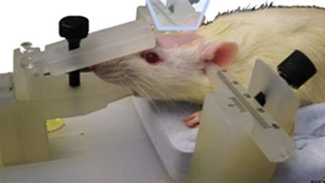Rat Mind Control Experiment Shows Human Brain Can Wiggle Rodents Tail