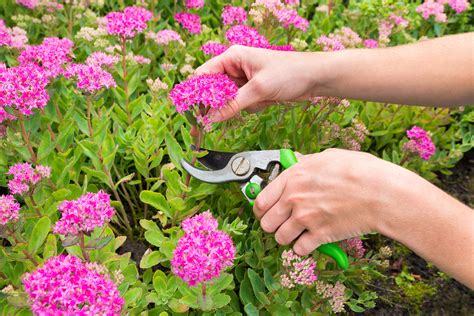 How To Cut Back Perennial Plants In The Fall Edina Realty