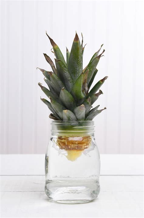 How To Grow A Pineapple In Water Gardeneco