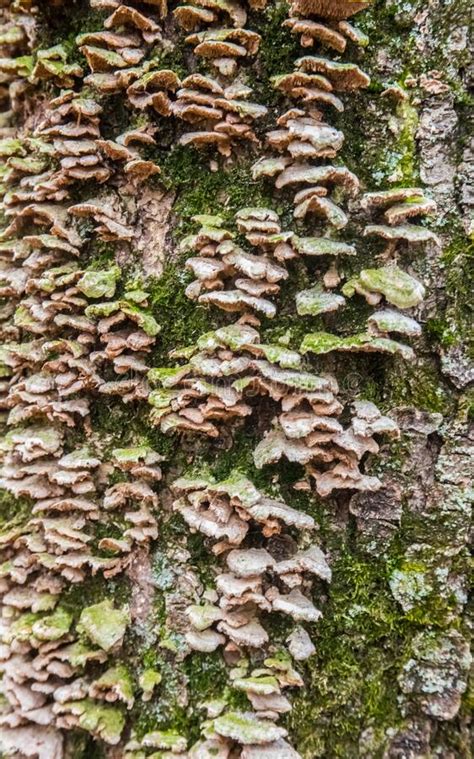 Lichens Moss And Mushrooms On A Rotten Tree Stock Image Image Of