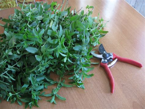 Cookingneedles Drying Fresh Mint Leaves