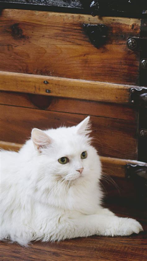 Pictures Of White Fluffy Kittens Cream And White Fluffy Kitten
