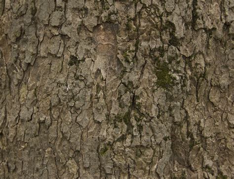 Free Images Nature Wilderness Branch Wood Texture Leaf Trunk