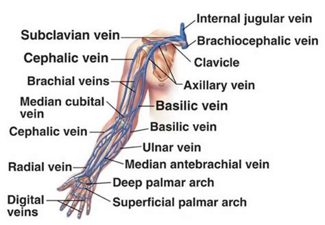 Venous Supply Of Upper Limb Anatomy Pinterest