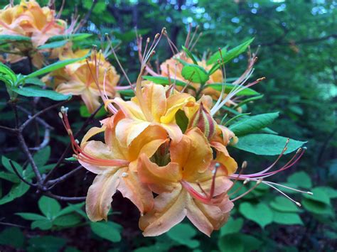 The scent is so thick and strong, it almost. The Flame Azalea is part oft he Rhododendron family and ...