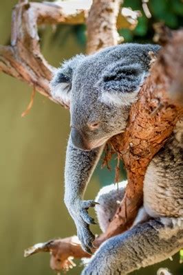 To learn about the world around you, a cultural stop to riverbanks zoo and garden in columbia is exactly what you need. Riverbanks Zoo, Columbia SC